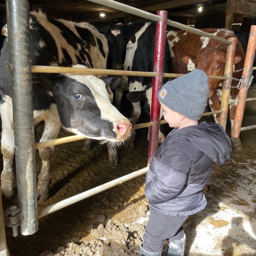 A child in a gray hat stands near a cow in a barn, surrounded by other cows in the background.