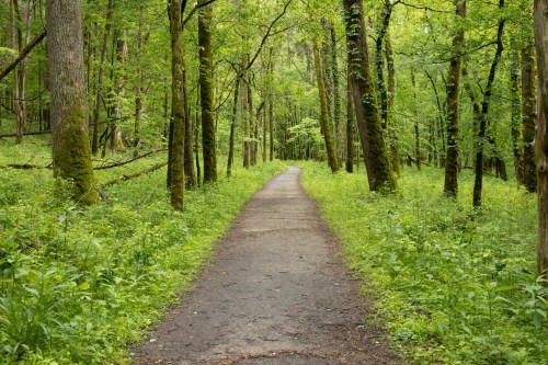 A winding path through a lush green forest, surrounded by tall trees and vibrant foliage.