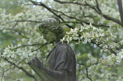 A weathered statue of a woman reading, surrounded by blooming white flowers and green foliage.