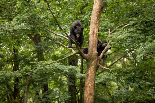Two black bears perched on a tree branch surrounded by lush green foliage.