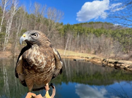 A close-up of a hawk perched near a calm pond, surrounded by trees and a clear blue sky.