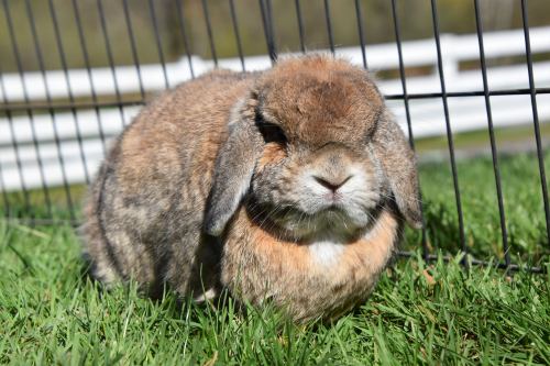 A fluffy rabbit with brown and gray fur sits on green grass near a fence.