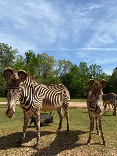Two zebras stand in a grassy area with trees in the background, under a blue sky with scattered clouds.