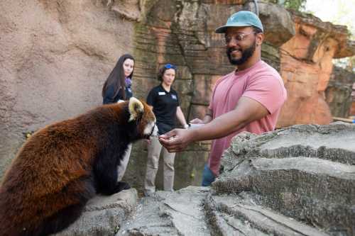 A man feeds a red panda while two women observe in a zoo setting with rocky terrain.