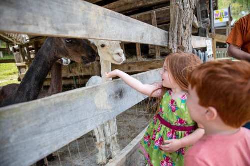 A girl in a floral dress pets a white animal while a boy watches, both smiling at a farm with wooden fences.