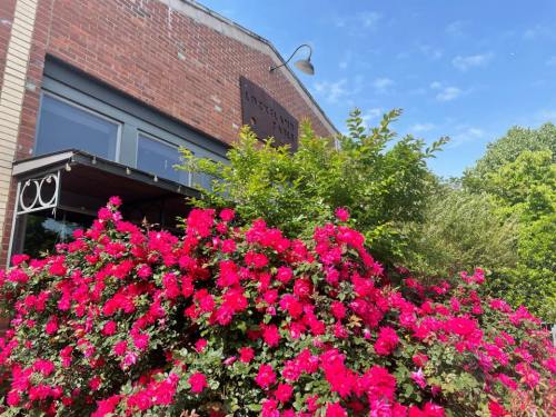 A vibrant display of pink roses in front of a brick building under a clear blue sky.
