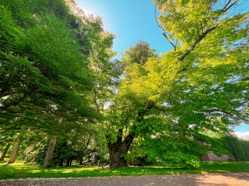 A lush green landscape featuring tall trees under a bright blue sky, with sunlight filtering through the leaves.