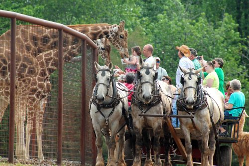 A group of people on a wagon pulled by horses interacts with a giraffe at a wildlife park.