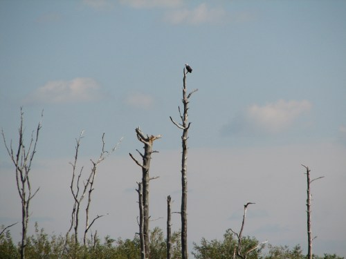 A solitary bird perched atop a tall, bare tree against a blue sky with scattered clouds.
