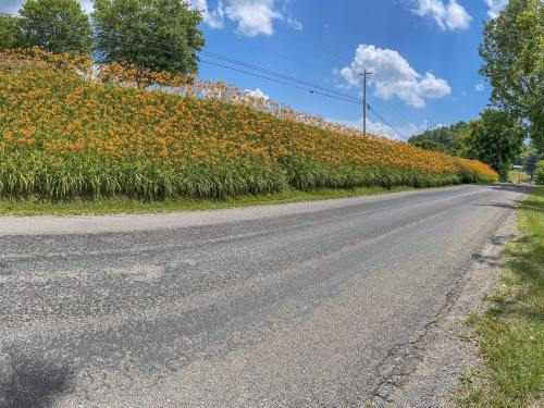 A scenic road lined with vibrant orange flowers under a blue sky with fluffy clouds.