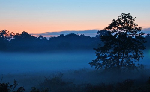 A serene landscape at dawn, featuring a misty field and a silhouette of a tree against a colorful sky.