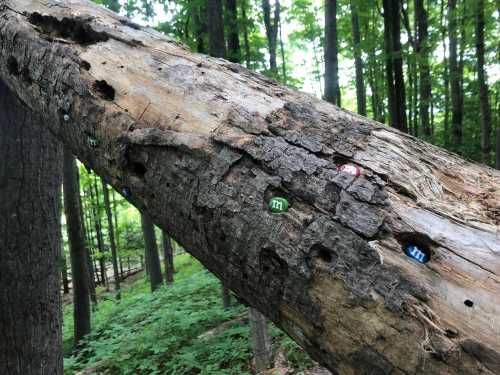 A weathered log in a forest, featuring colorful M&M's embedded in its bark among green foliage.