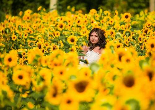 A young girl in a white dress sits among vibrant sunflowers, surrounded by a sea of yellow blooms.