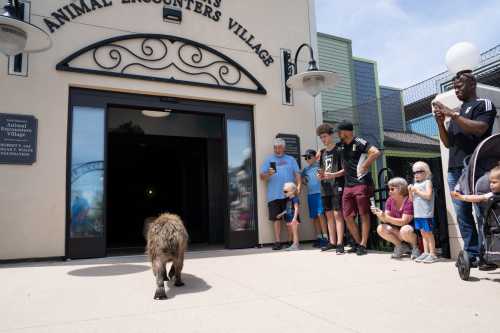 A group of people watches as a wild animal exits a building at an animal encounters village.