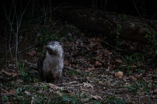 A wet otter stands on the forest floor, surrounded by leaves and twigs, looking curiously into the distance.