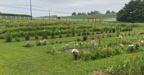 A lush garden filled with colorful flowers, surrounded by green fields and a white fence under a cloudy sky.