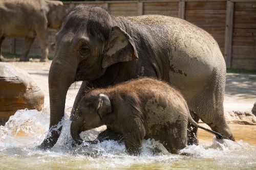 A mother elephant and her calf play in a shallow pool, splashing water around in a sunny setting.