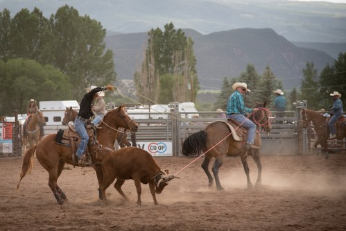 A cowboy on horseback ropes a calf during a rodeo event, with spectators and mountains in the background.