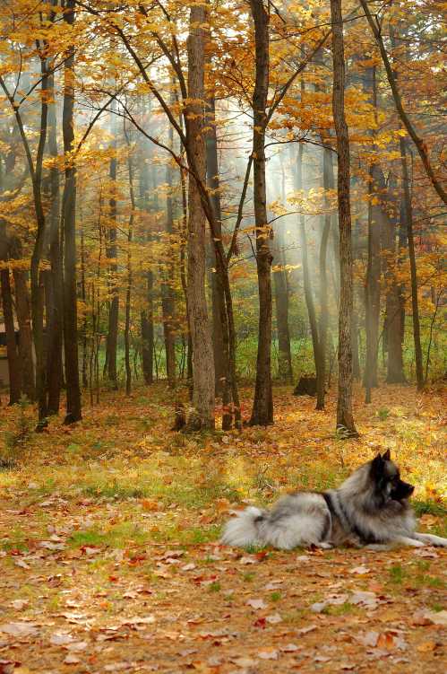 A fluffy dog rests on the forest floor, surrounded by autumn leaves and sunbeams filtering through the trees.