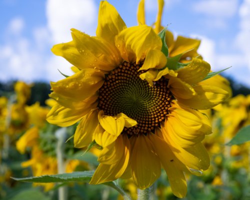 A close-up of a vibrant sunflower with yellow petals and a textured brown center, surrounded by a field of sunflowers.