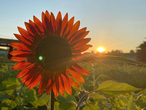 A vibrant sunflower silhouetted against a sunset, with warm orange and yellow hues in the background.