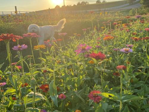 A dog stands among colorful flowers in a sunlit field during sunset.