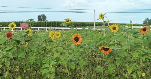 A vibrant field of sunflowers in various colors, with a green cornfield and white fence in the background.