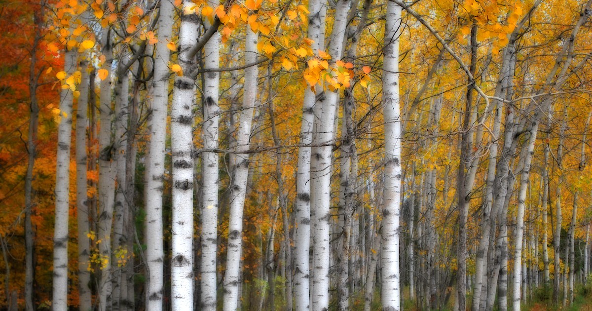 12 Parks With The Best Fall Foliage In Wisconsin