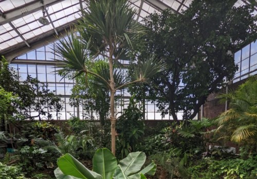 Lush indoor garden with tall palm trees and various tropical plants under a glass roof.