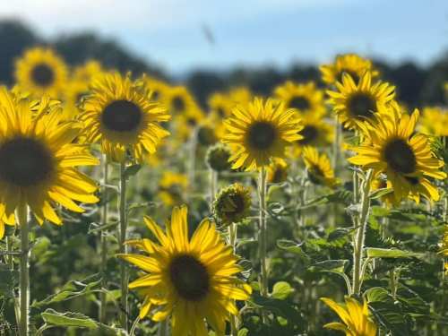 A vibrant field of sunflowers under a clear blue sky, with bright yellow blooms swaying gently in the breeze.