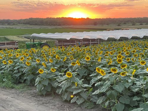 A field of sunflowers in bloom with a sunset in the background and a tractor near a greenhouse.