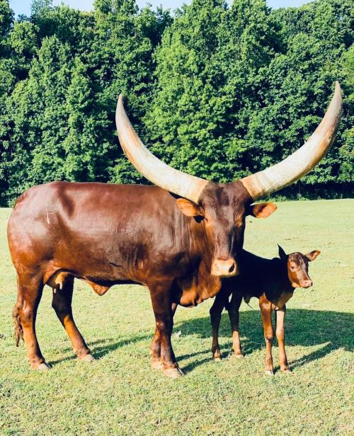 A large brown cow with long horns stands beside a smaller calf in a grassy field, surrounded by trees.