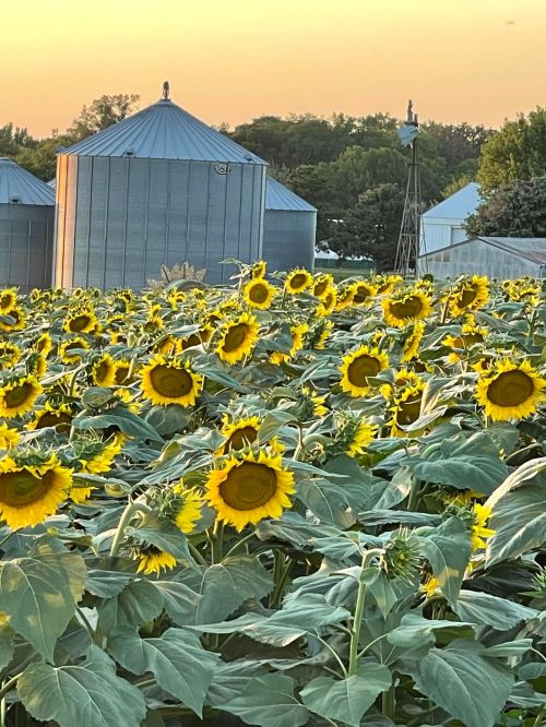 A field of sunflowers in bloom with silos and a windmill in the background under a warm sunset sky.