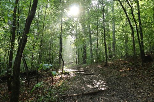 Sunlight filters through lush green trees along a winding forest path, creating a serene and tranquil atmosphere.