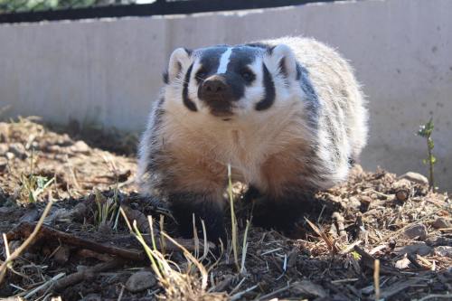 A close-up of a badger walking on the ground, with distinctive black and white facial markings.