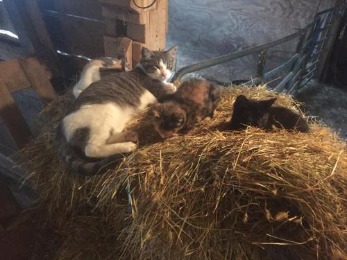Three cats lounging on a haystack in a barn, one gray and white, one calico, and one black.