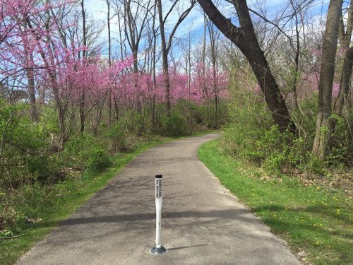 A winding path through a lush green forest, with blooming pink trees on either side under a clear blue sky.