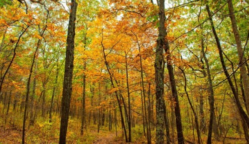 A serene forest scene with tall trees displaying vibrant autumn leaves in shades of orange and yellow.