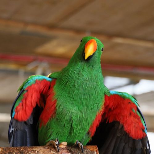 A vibrant green parrot with red and orange accents perched on a branch, displaying its colorful wings.