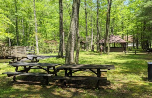 A serene picnic area with wooden tables surrounded by lush green trees and a gazebo in the background.