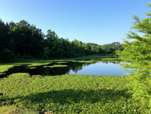 A serene pond surrounded by lush greenery and trees under a clear blue sky.