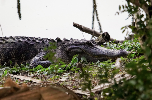 A large alligator resting on the bank of a waterway, surrounded by greenery and fallen branches.