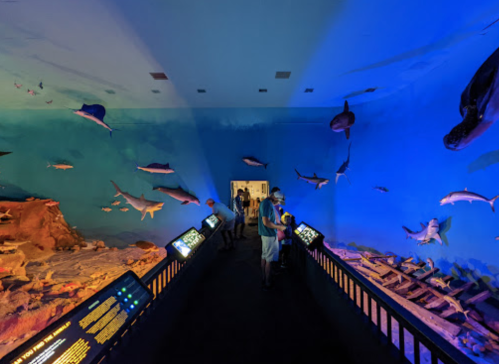 A dimly lit museum exhibit featuring various shark models and informative displays against a blue backdrop.