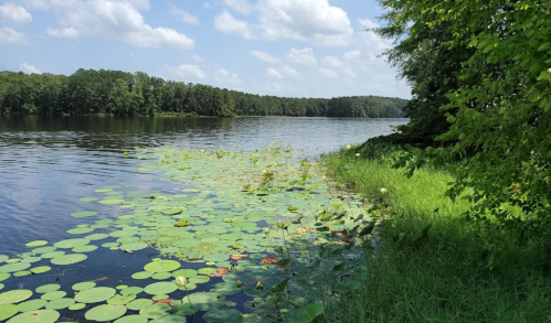 A serene lake scene with lily pads along the shore, surrounded by lush greenery and a clear blue sky.