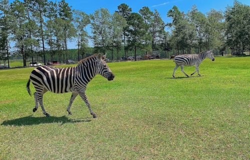 Two zebras walking across a grassy field with trees in the background under a clear blue sky.