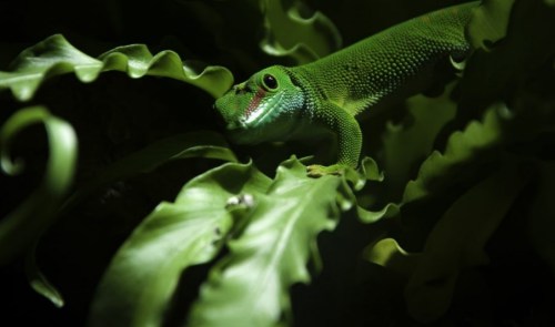 A vibrant green lizard resting among dark green leaves in a lush environment.