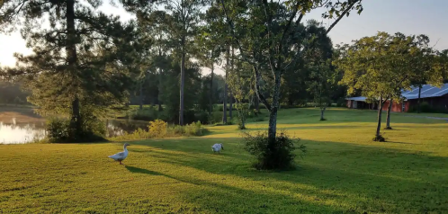 A serene landscape featuring a pond, trees, and a goose walking on lush green grass in the early morning light.