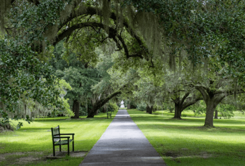 A serene pathway lined with trees and benches, shaded by lush greenery and draped with Spanish moss.