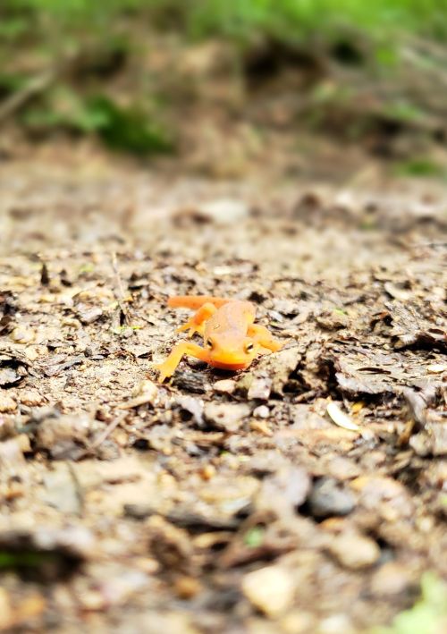 A small orange frog sits on the ground, surrounded by dirt and leaves, with a blurred green background.