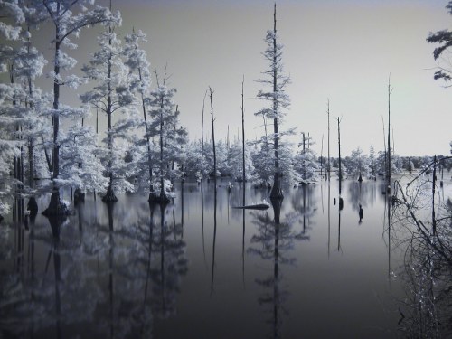 A serene, misty landscape of trees reflected in still water, creating a tranquil, ethereal atmosphere.